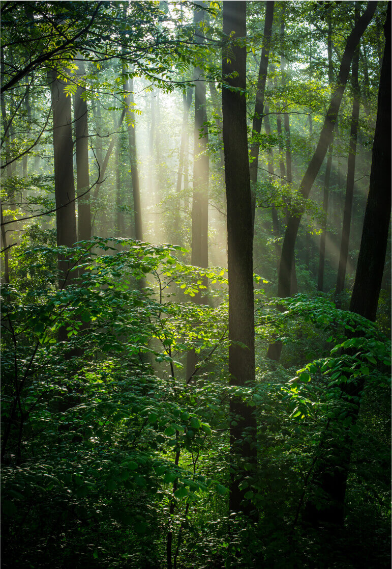 持続可能な森林管理：デジタル技術で新たな可能性を開く